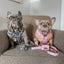 Dog Adjustable Harness - Whole Milk