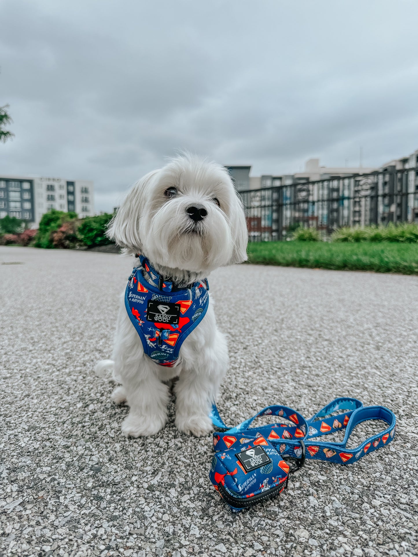 Dog Collar - Superman™ & Krypto™