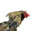 Rooster Saver Volume-Reducing Crow Collar (Made in USA)
