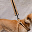 The City Dog Leash Padded