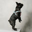 Le Classic Dog Harness