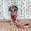 Dog Adjustable Harness - Giraffic Park