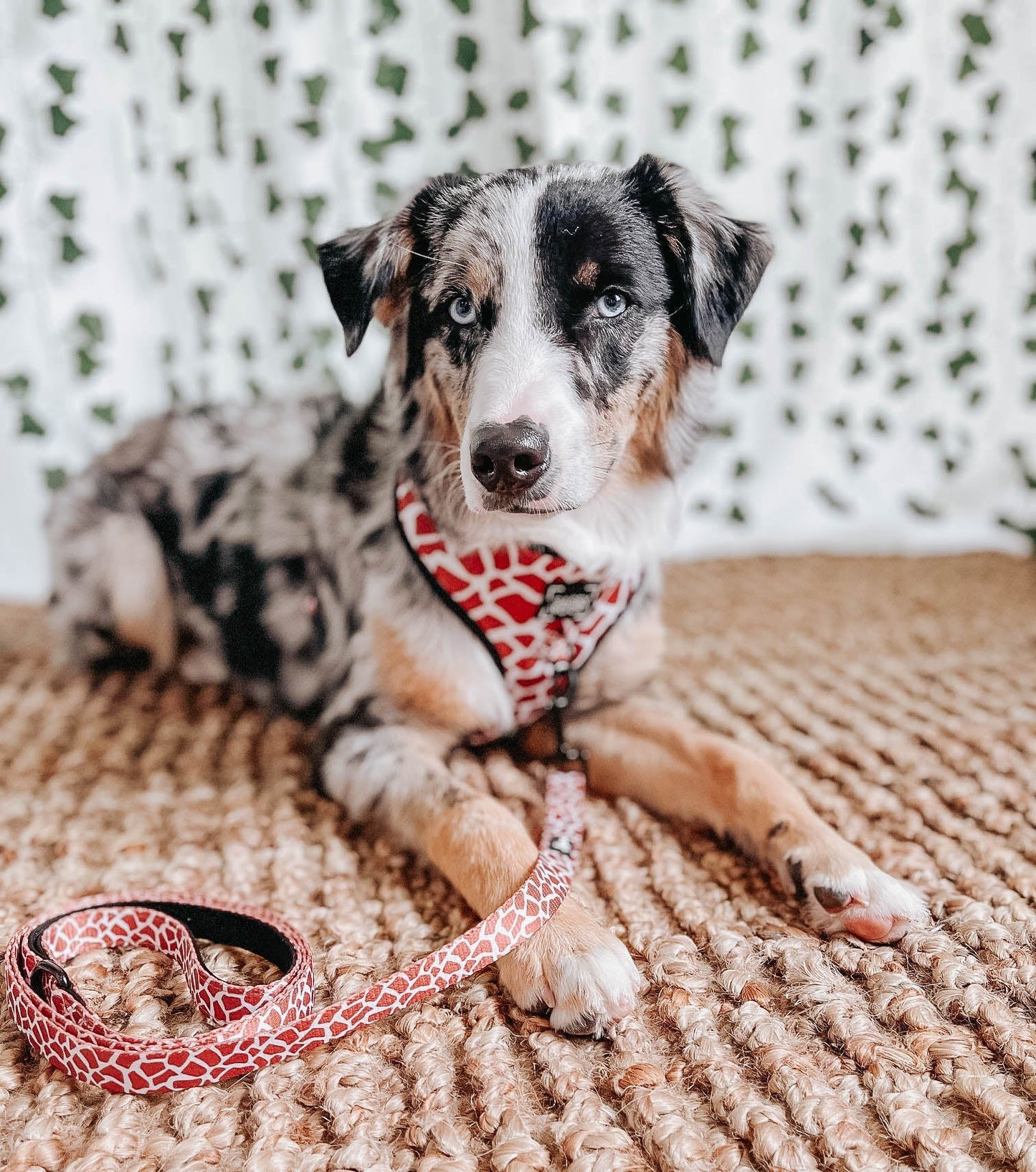 Dog Adjustable Harness - Giraffic Park