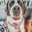Dog Adjustable Harness - Giraffic Park