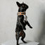 The City Dog Collar