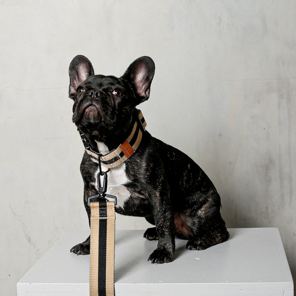 The City Dog Collar