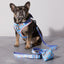 Smiling Sakura Dog Leash