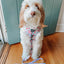 Dog Adjustable Harness - Sakura