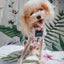 Dog Adjustable Harness - Sakura