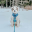 Dog Rope Leash - Romeo