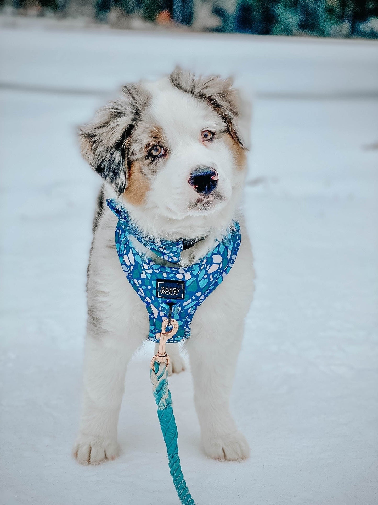Dog Adjustable Harness - Santorini