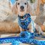 Dog Collar - Santorini