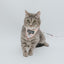 Cat Step-In Harness - Smitten Kittens