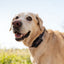 SATELLAI Collar Go GPS Dog Tracker