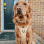 Dog Step-in Harness - Daffodil