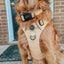 Dog Collar - Daffodil