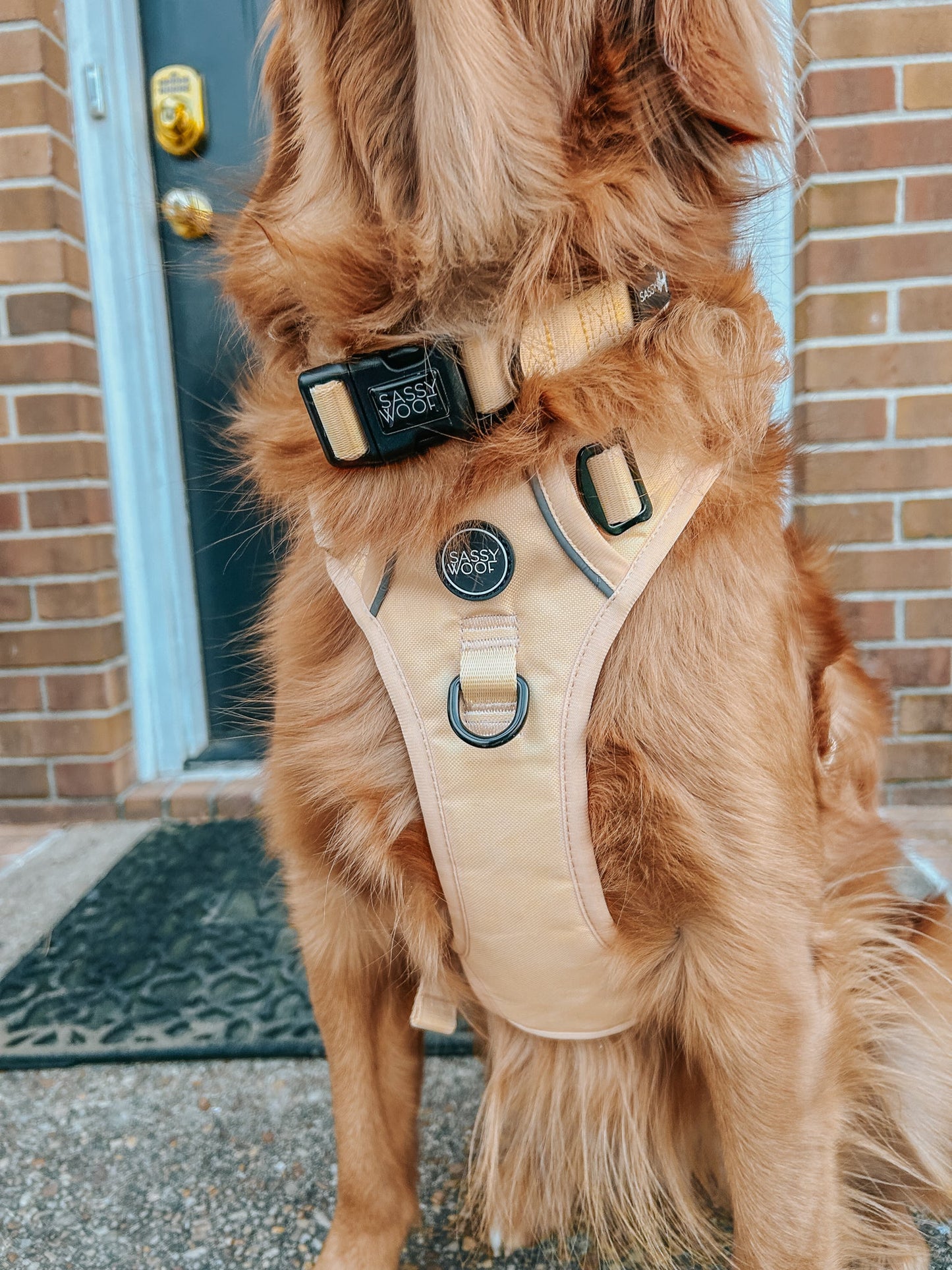 Dog Collar - Daffodil