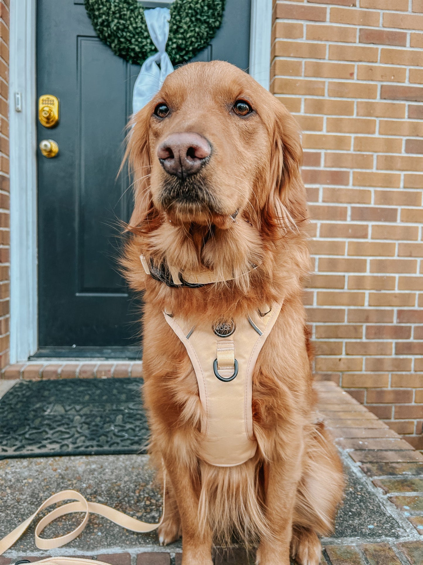 Dog Leash - Daffodil