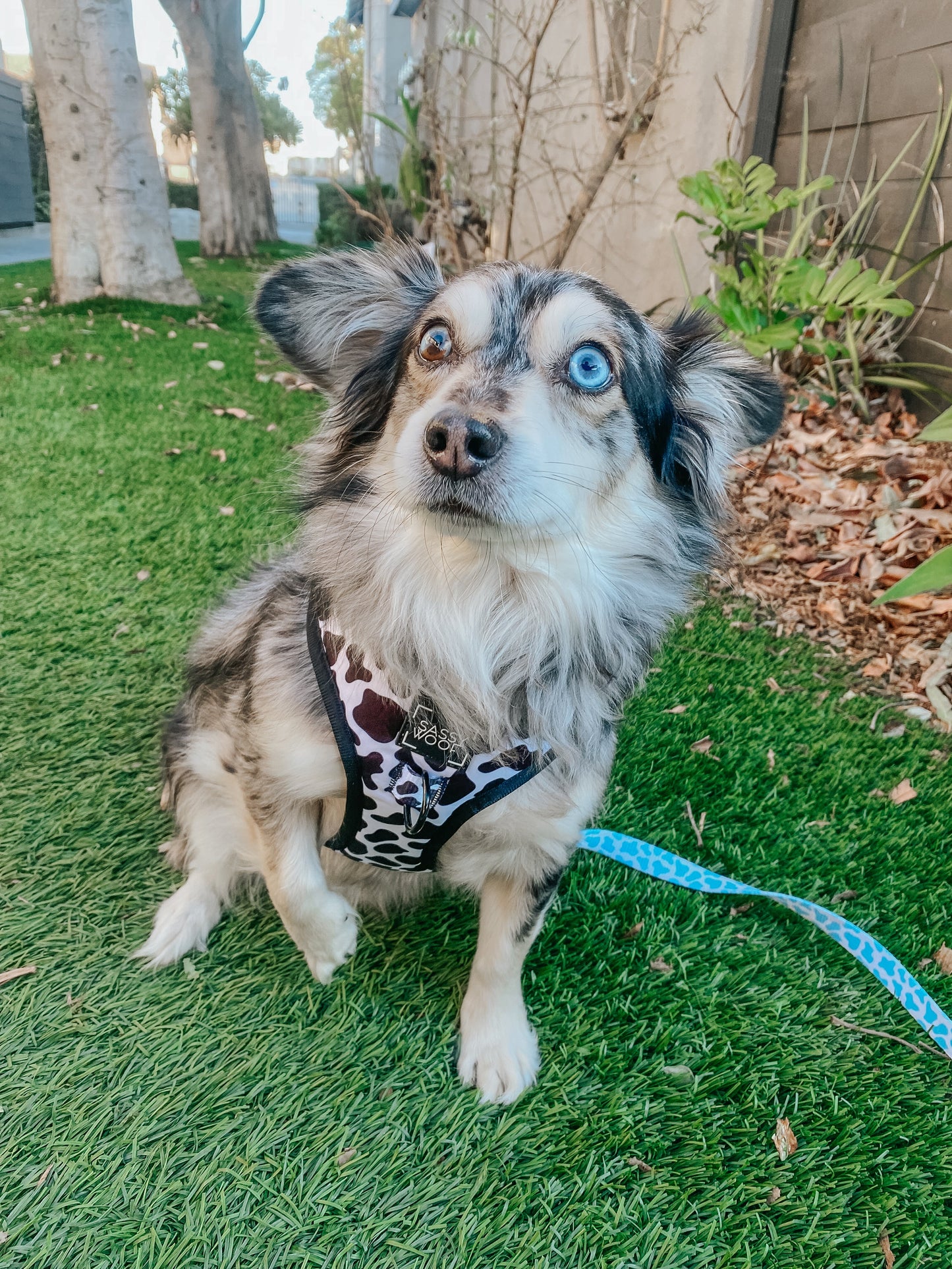 Dog Adjustable Harness - Whole Milk