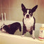 2-in-1 Dog Shampoo + Conditioner - Coconut Scented