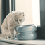 Soufflé Pet Bowl - Frozen Blue