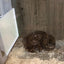 Sweeter Heater Coop & Brooder Heater (4 sizes)