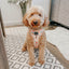 Dog Adjustable Harness - Simply the Zest