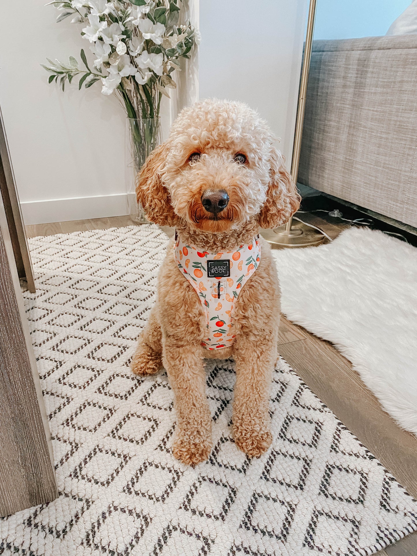 Dog Adjustable Harness - Simply the Zest