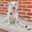 Dog Adjustable Harness - Simply the Zest