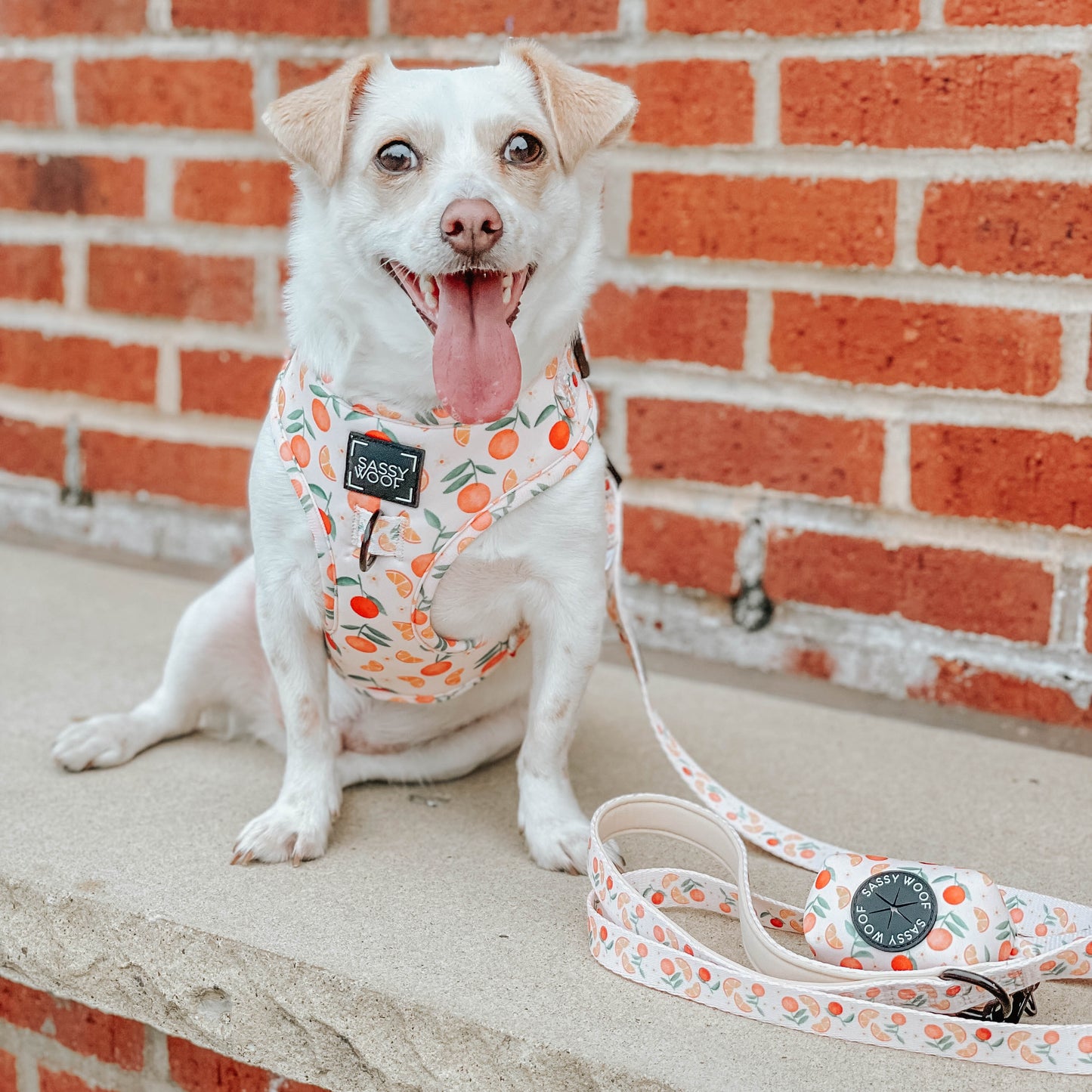 Dog Adjustable Harness - Simply the Zest