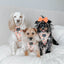 Dog Adjustable Harness - Simply the Zest
