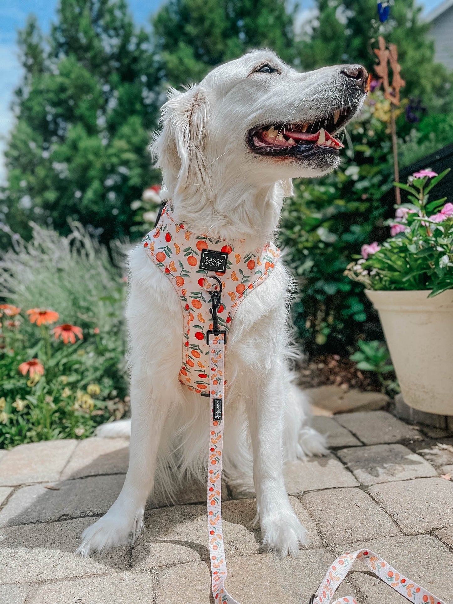 Dog Adjustable Harness - Simply the Zest