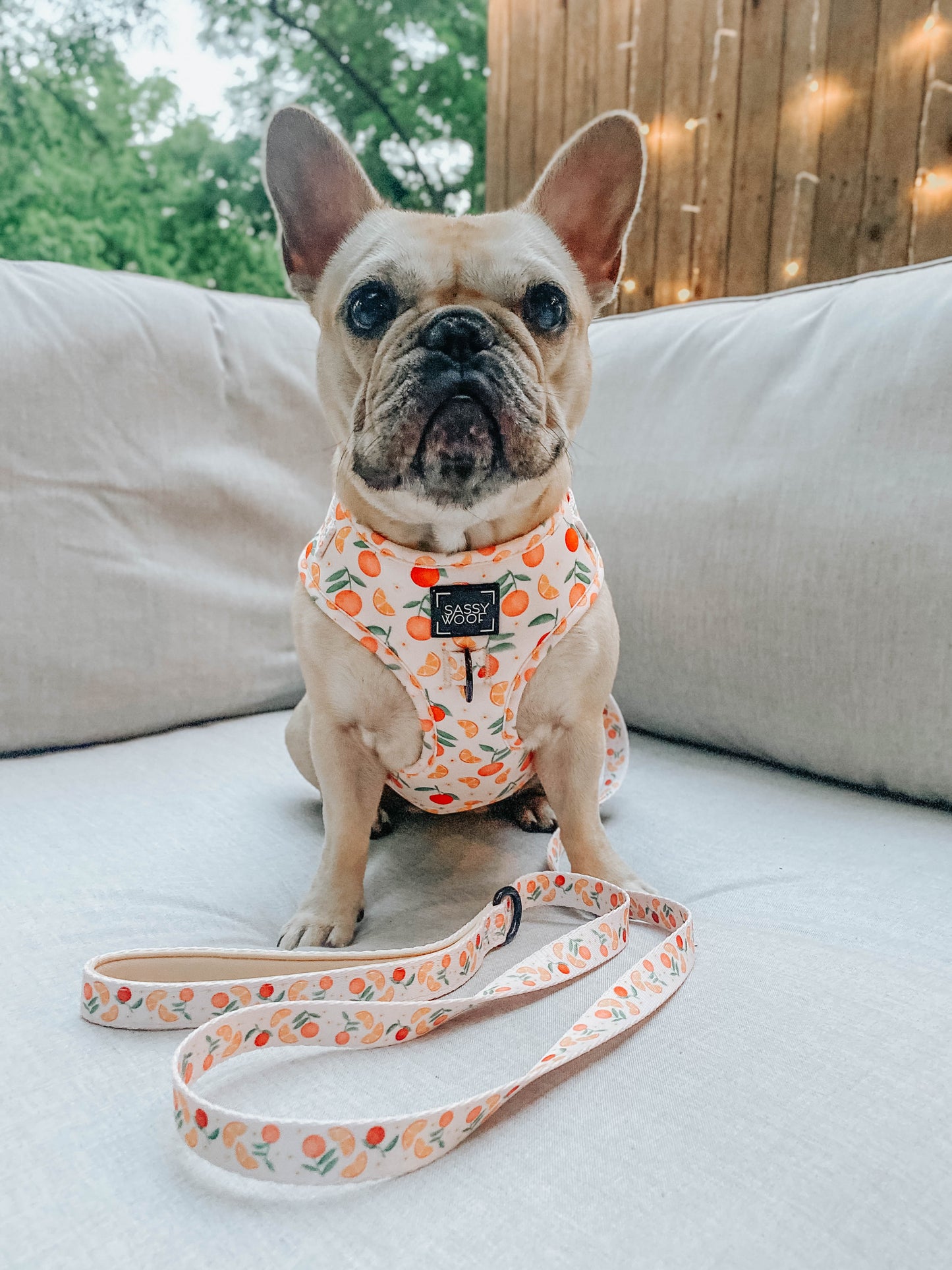 Dog Adjustable Harness - Simply the Zest