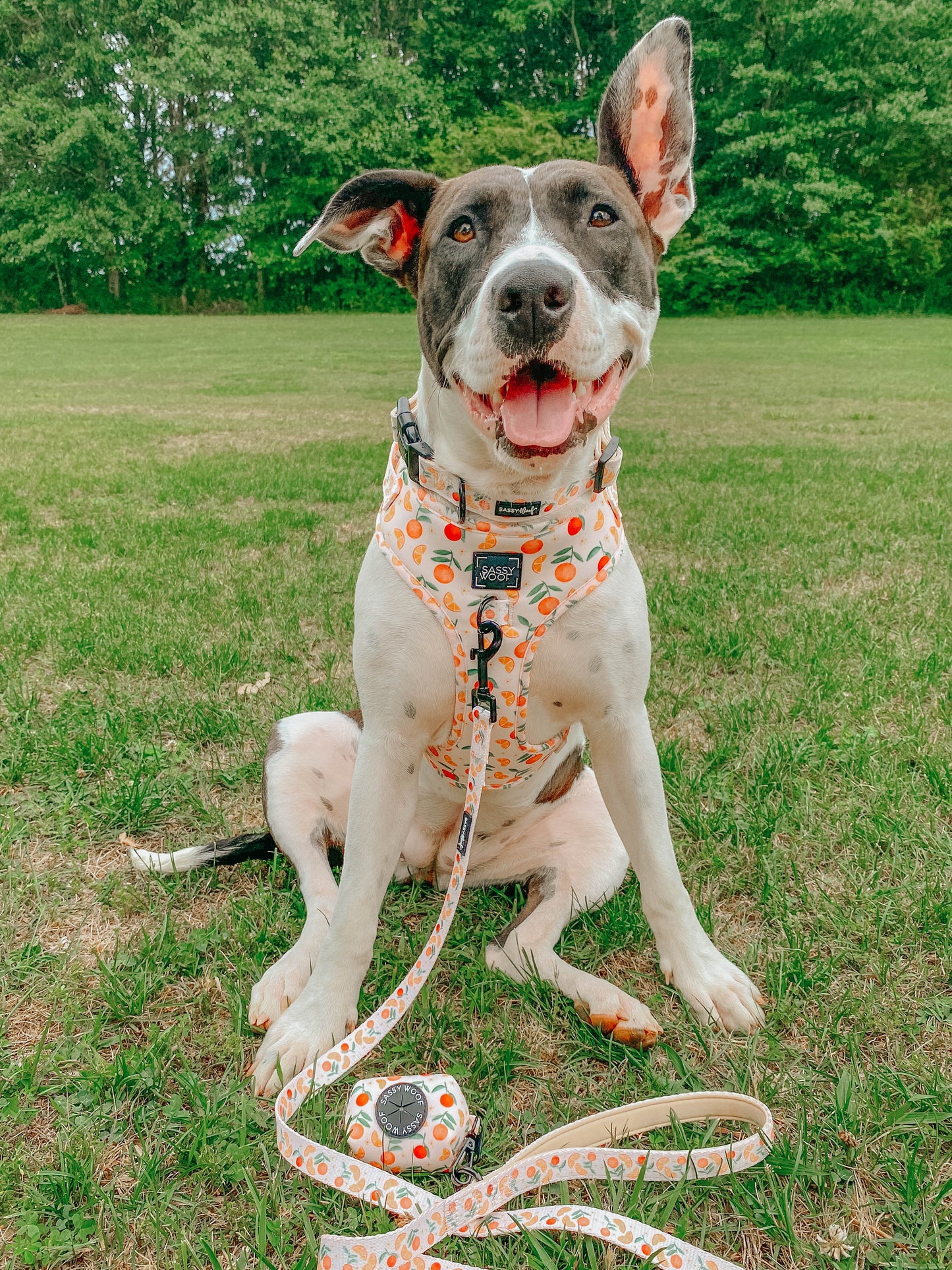 Dog Adjustable Harness - Simply the Zest