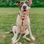 Dog Collar - Simply the Zest