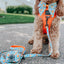 Dog Leash - Must Be the Honey