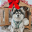 Dog Adjustable Harness - Under the Mistletoe