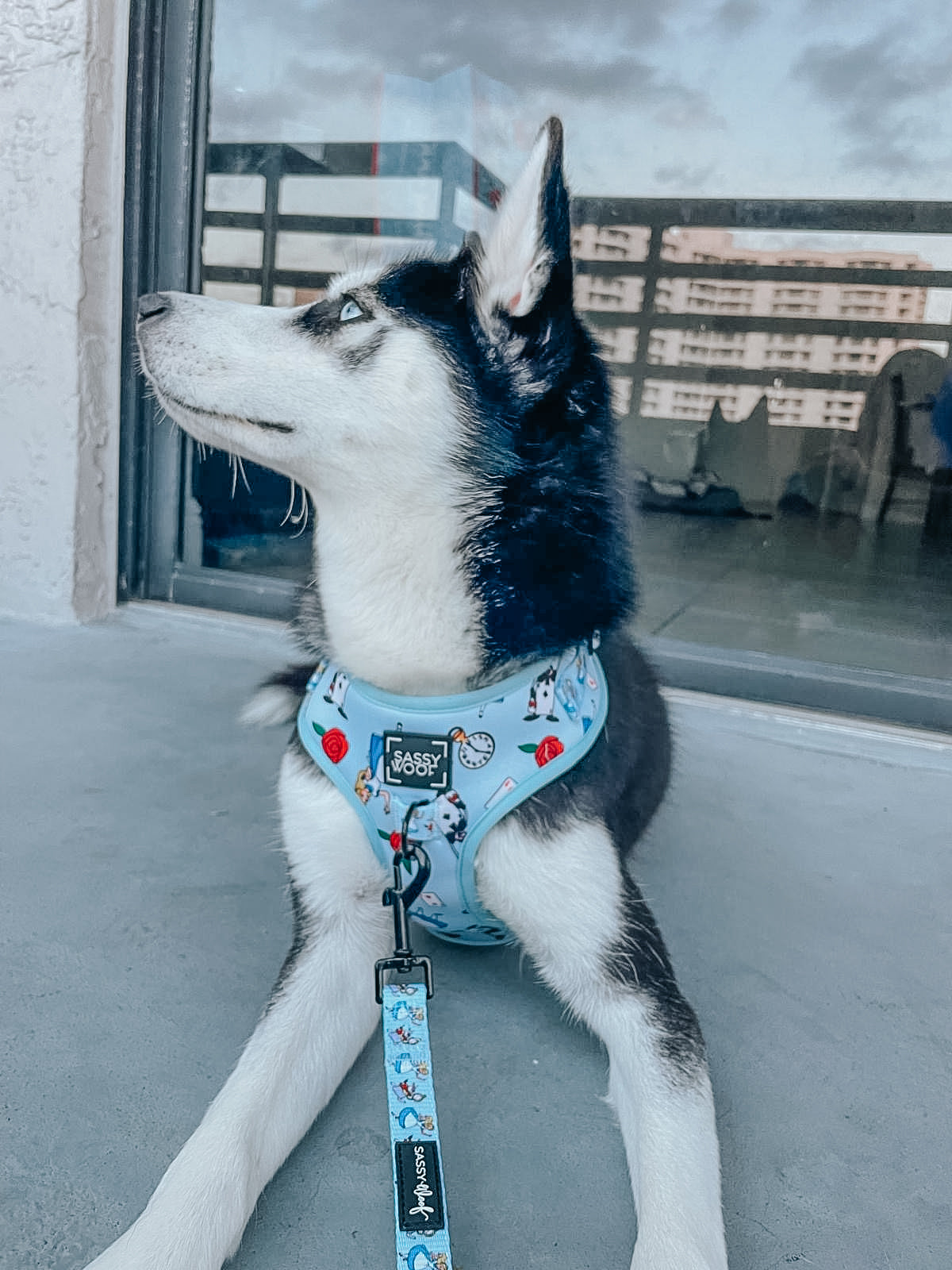 Dog Leash - Alice in Wonderland (Blue)
