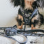 Dog Leash - Batman™