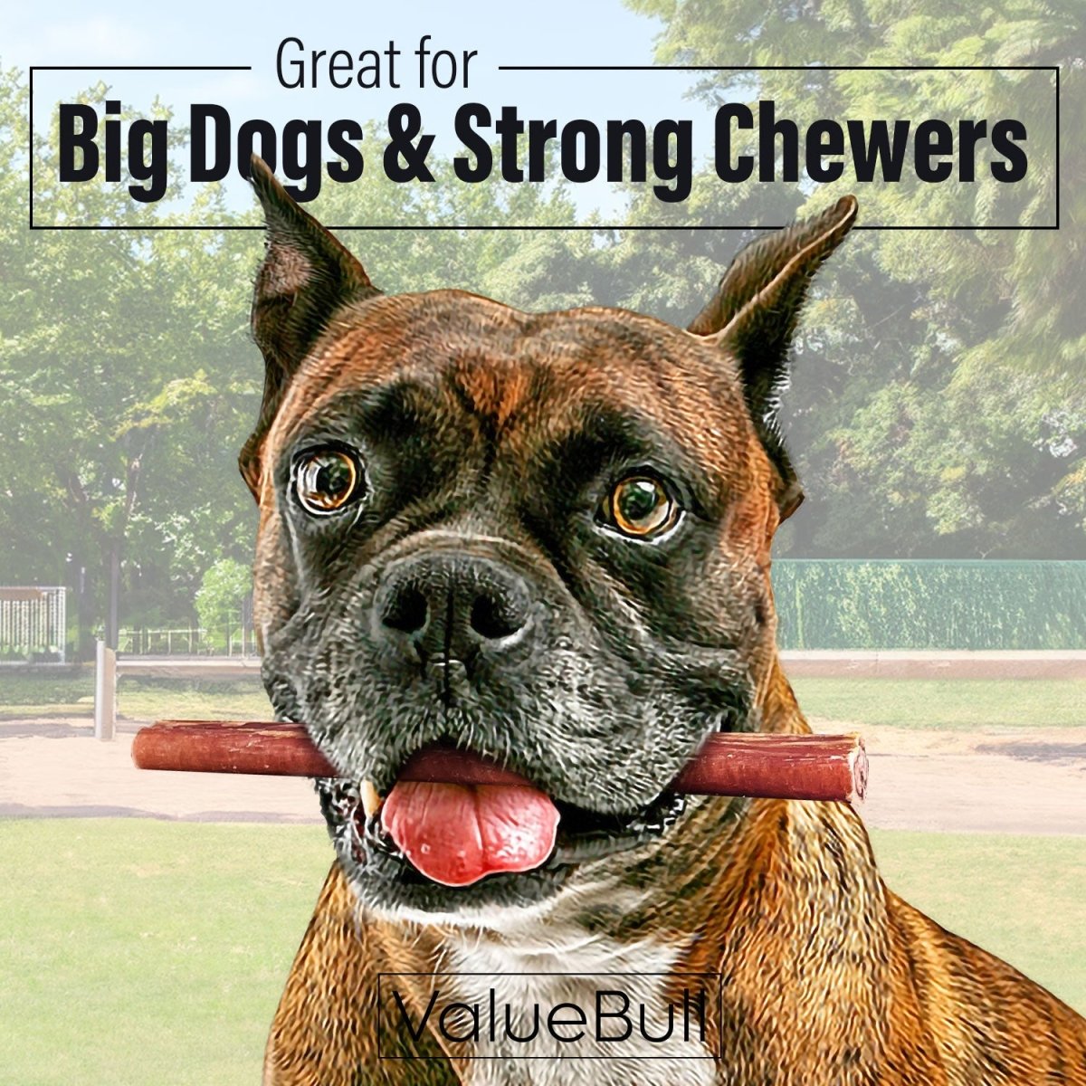 ValueBull Bully Sticks for Dogs, Thick 6 Inch, 10 Count