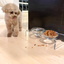 Small Glass Bowl Feeder