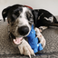 Bunny Nylon Chew Toy for Aggressive Chewers | Durable & USA Made