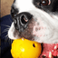 Industrial Dog Ball Rubber Chew Toy for Heavy Chewers | Yellow | USA Made | SodaPup