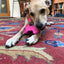 Bone eChew Ultra Durable Nylon Dog Chew Toy for Aggressive Chewers | USA Made