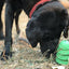 Christmas Tree Dog Toy - Durable Rubber Chew Toy for Large Dogs | USA Made