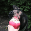 Cupcake eDispenser - Durable Rubber Chew Toy & Treat Dispenser | USA Made