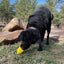 Honey Bear eDispenser - Durable Rubber Treat Dispenser for Dogs | USA Made