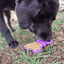 Butterfly Nylon Chew & Enrichment Toy | 2-in-1 for Aggressive Chewers | SodaPup