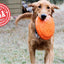 Bottle Top Flyer Rubber Frisbee for Dogs | Orange | Vet Approved | USA Made