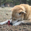 Cherry Pie Nylon Dog Chew Toy for Aggressive Chewers | USA Made | SodaPup